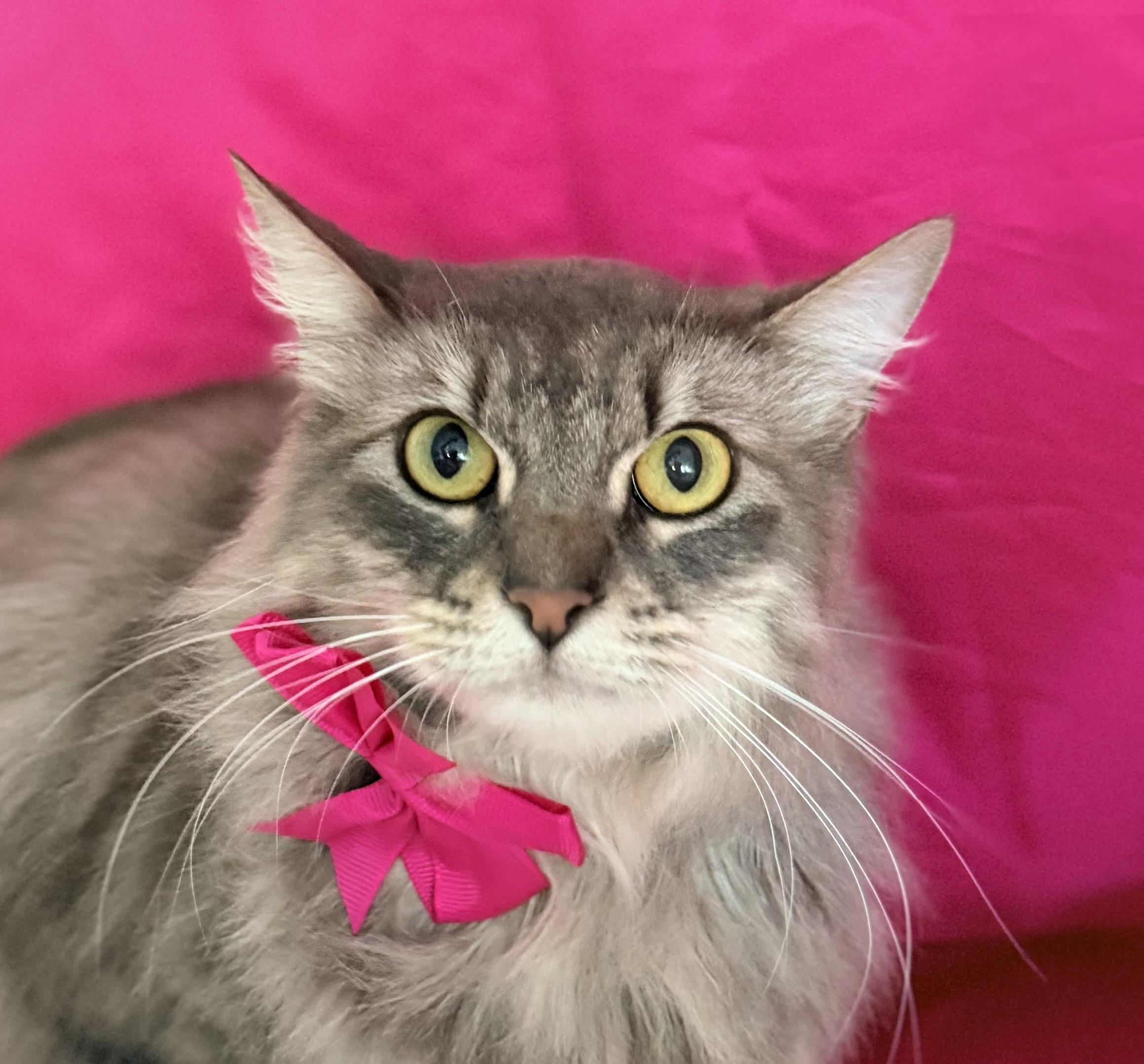 ALICE, ADOPTABLE, Adult Female Maine Coon & Domestic Long Hair.
