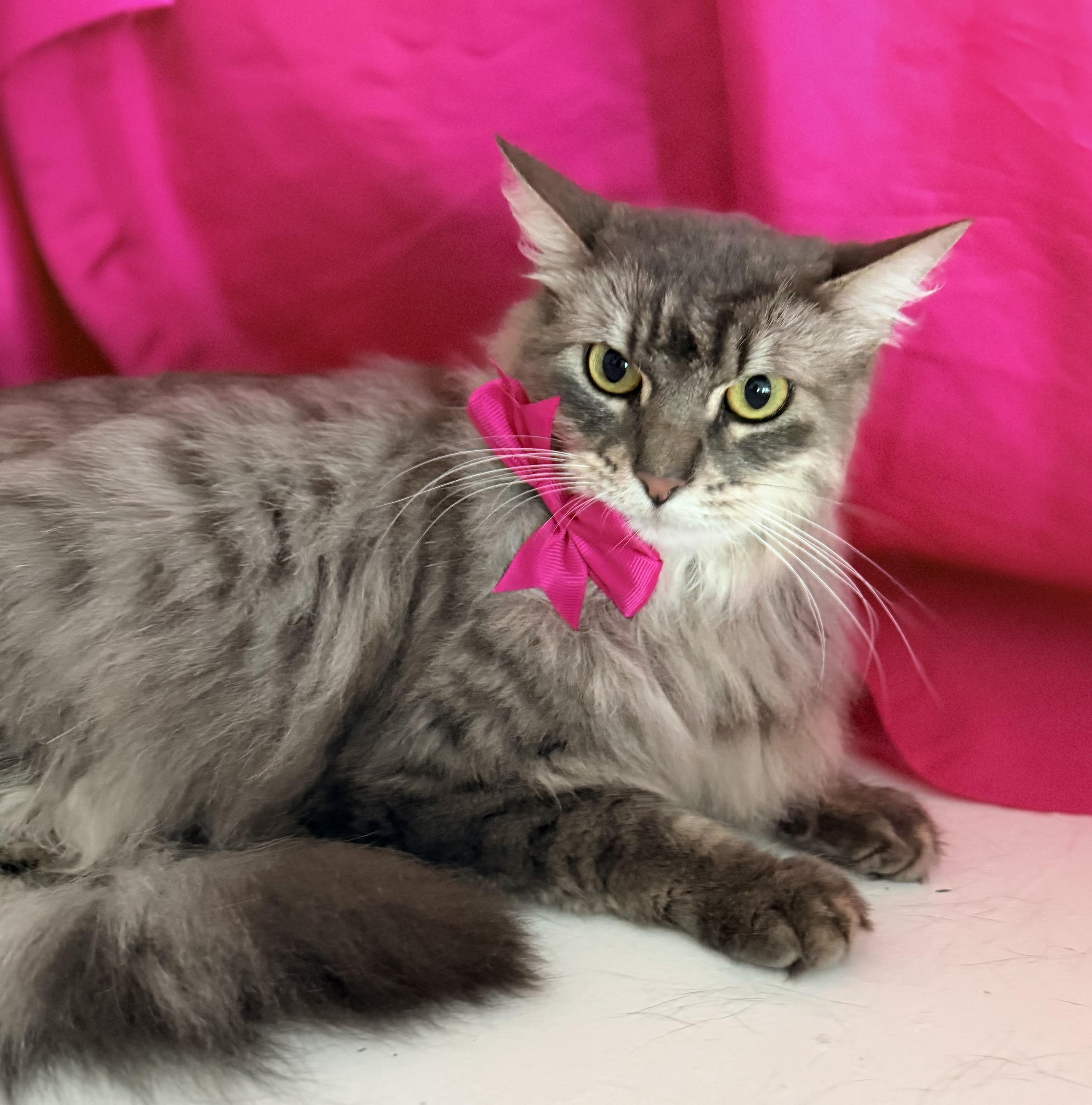 Enlarge ALICE, a ADOPTABLE mixed breed in Rowland Heights, CA image 3/3
