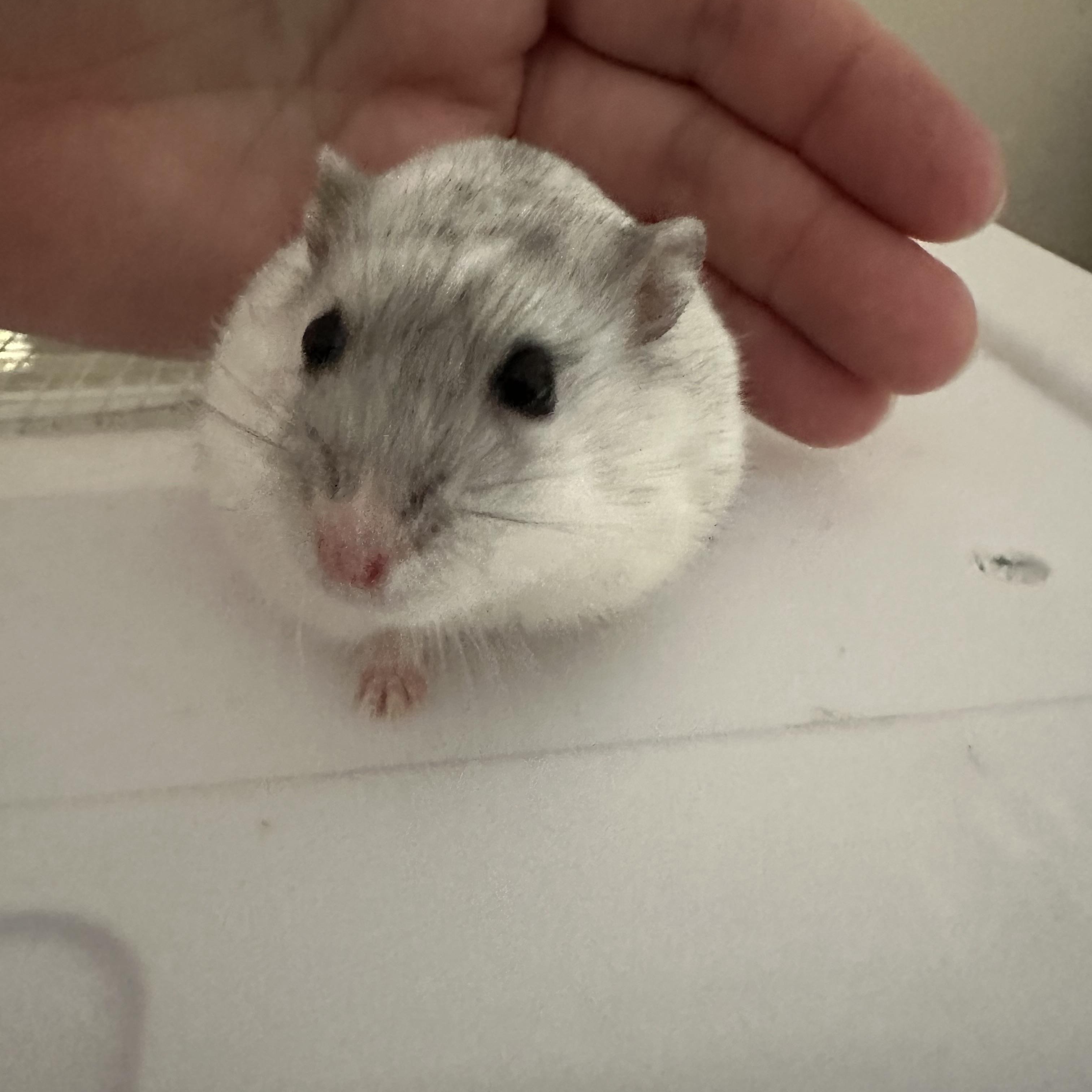 Wasabi, a Adoptable mixed breed in Minneapolis, MN image 1/3