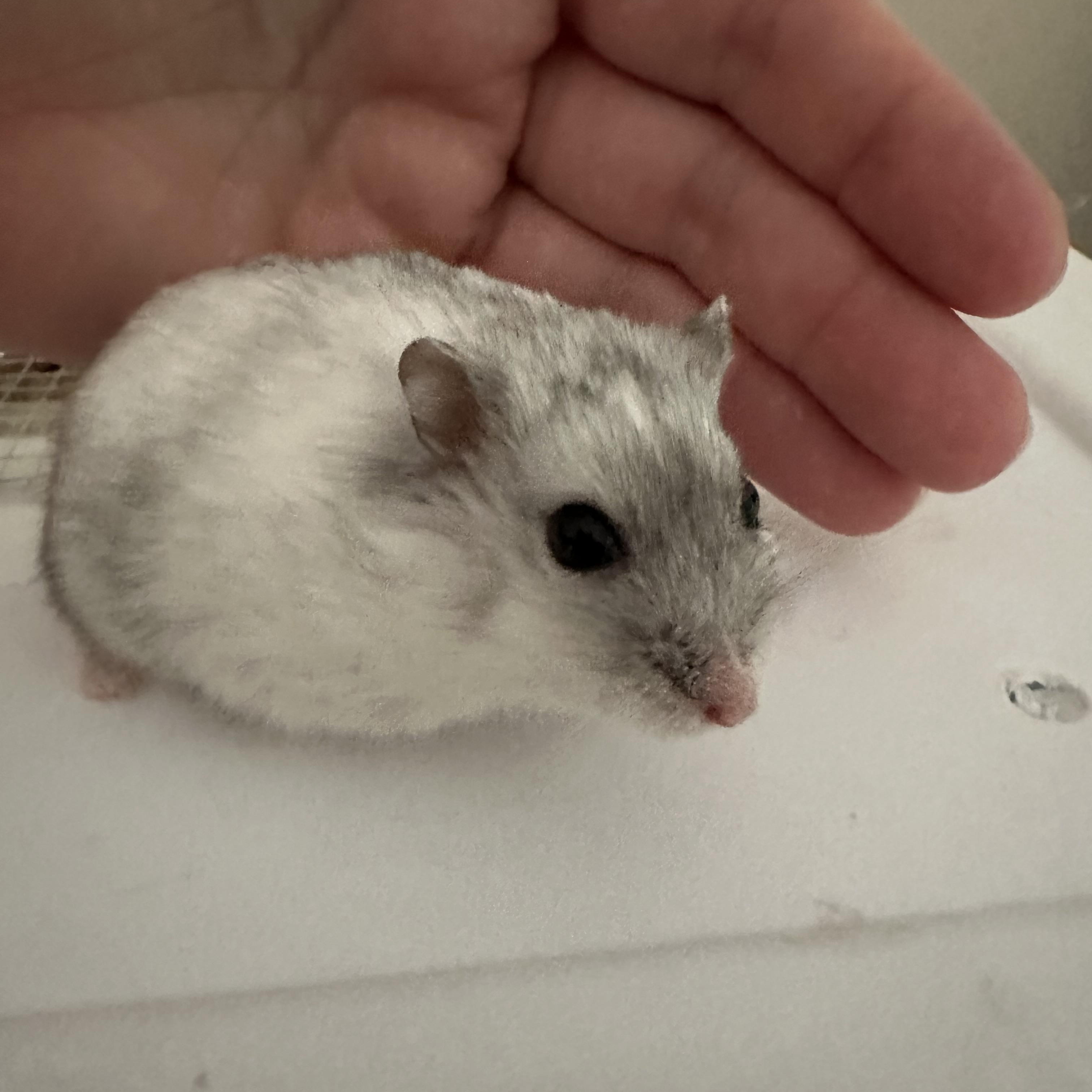 Wasabi, a Adoptable mixed breed in Minneapolis, MN image 2/3