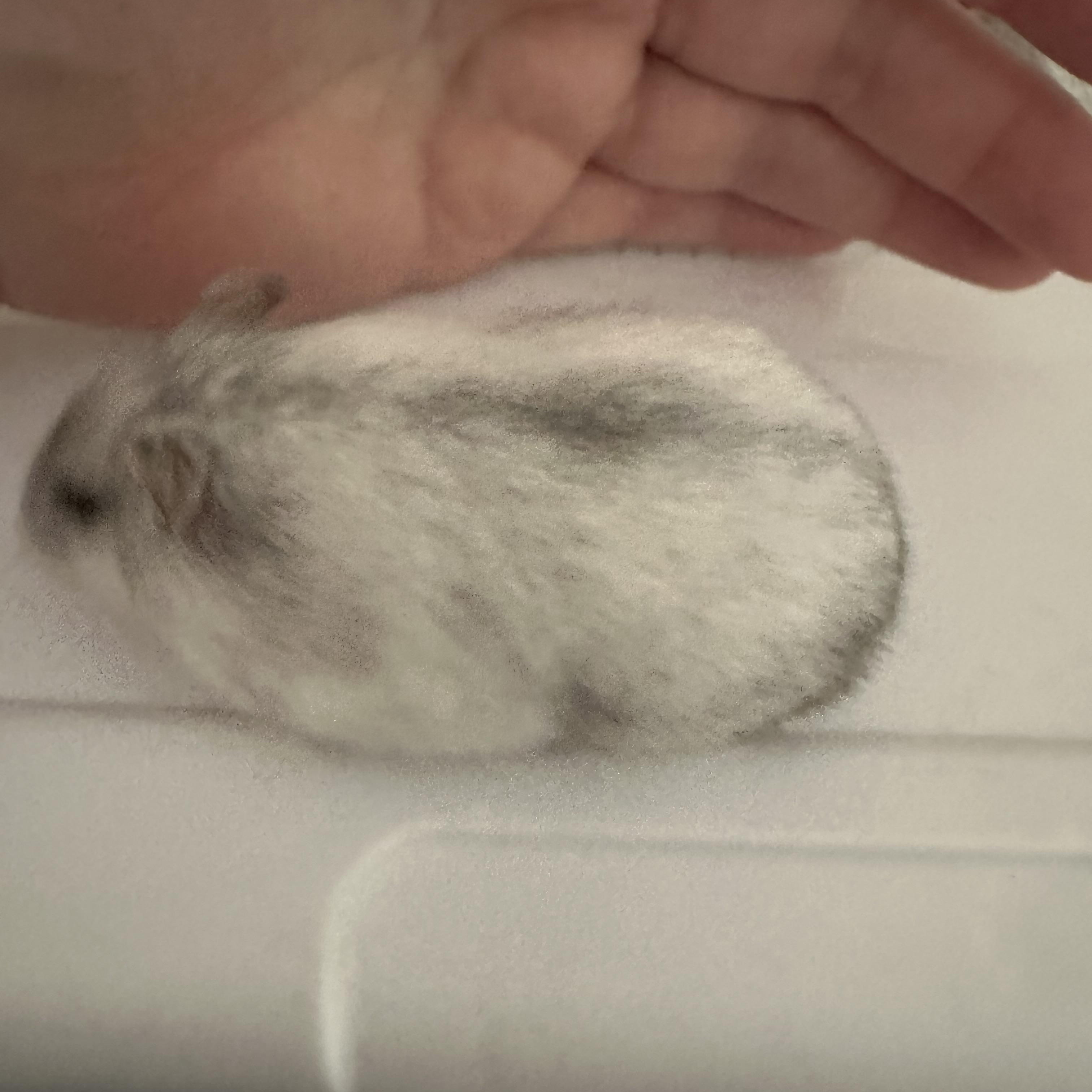 Wasabi, a Adoptable mixed breed in Minneapolis, MN image 3/3