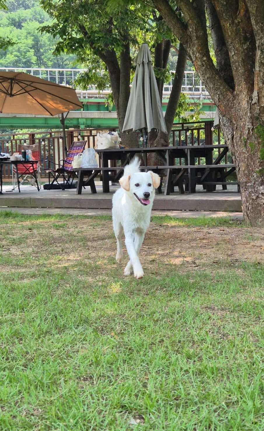 Enlarge Inhwa, a Adopted mixed breed in West Orange, NJ image 4/6