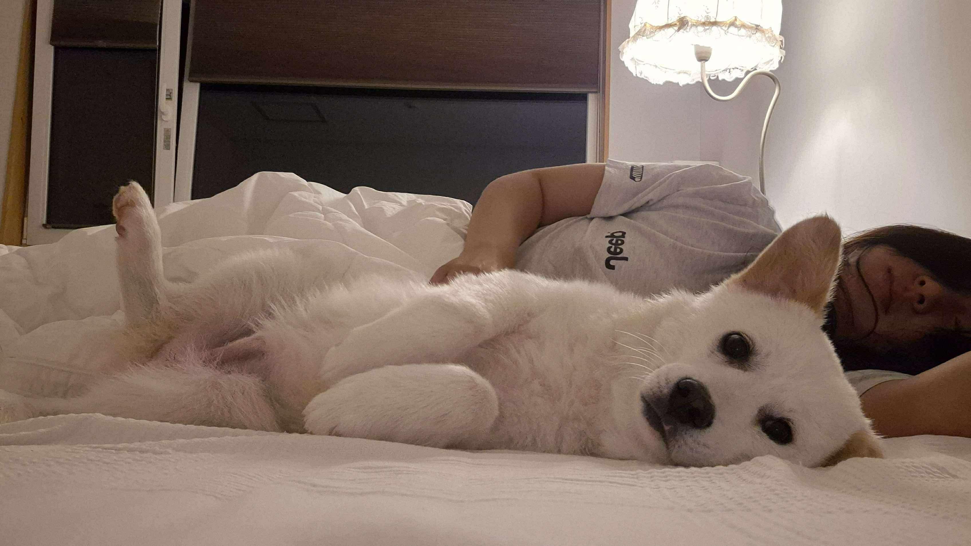 Enlarge Inhwa, a Adopted mixed breed in West Orange, NJ image 6/6