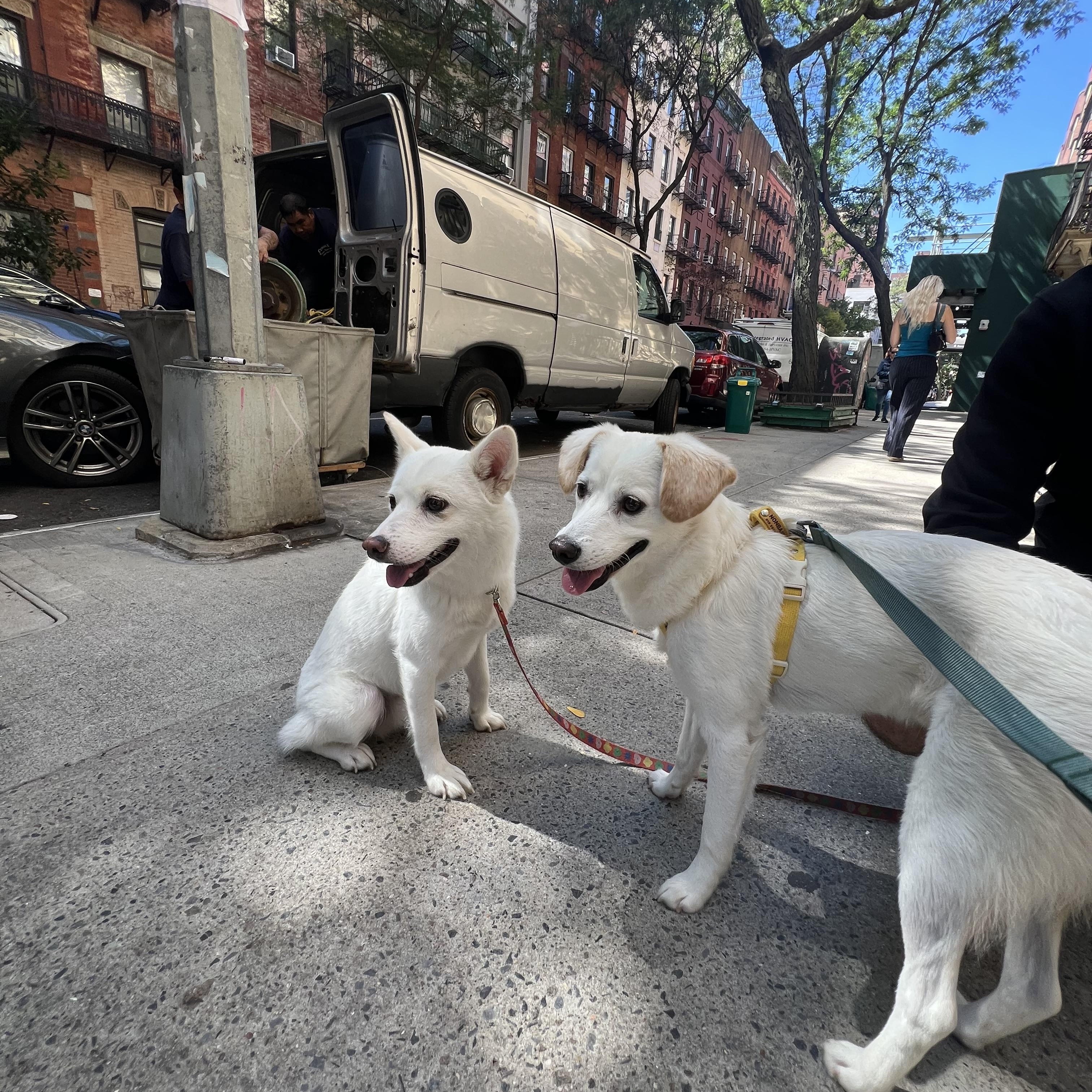 Enlarge Inhwa, a Adopted mixed breed in West Orange, NJ image 5/6