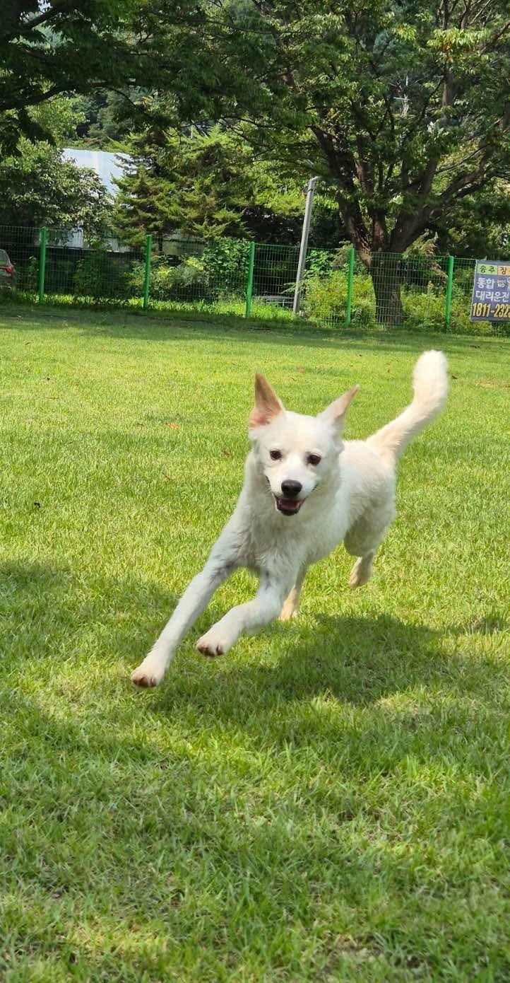 Enlarge Inhwa, a Adopted mixed breed in West Orange, NJ image 3/6