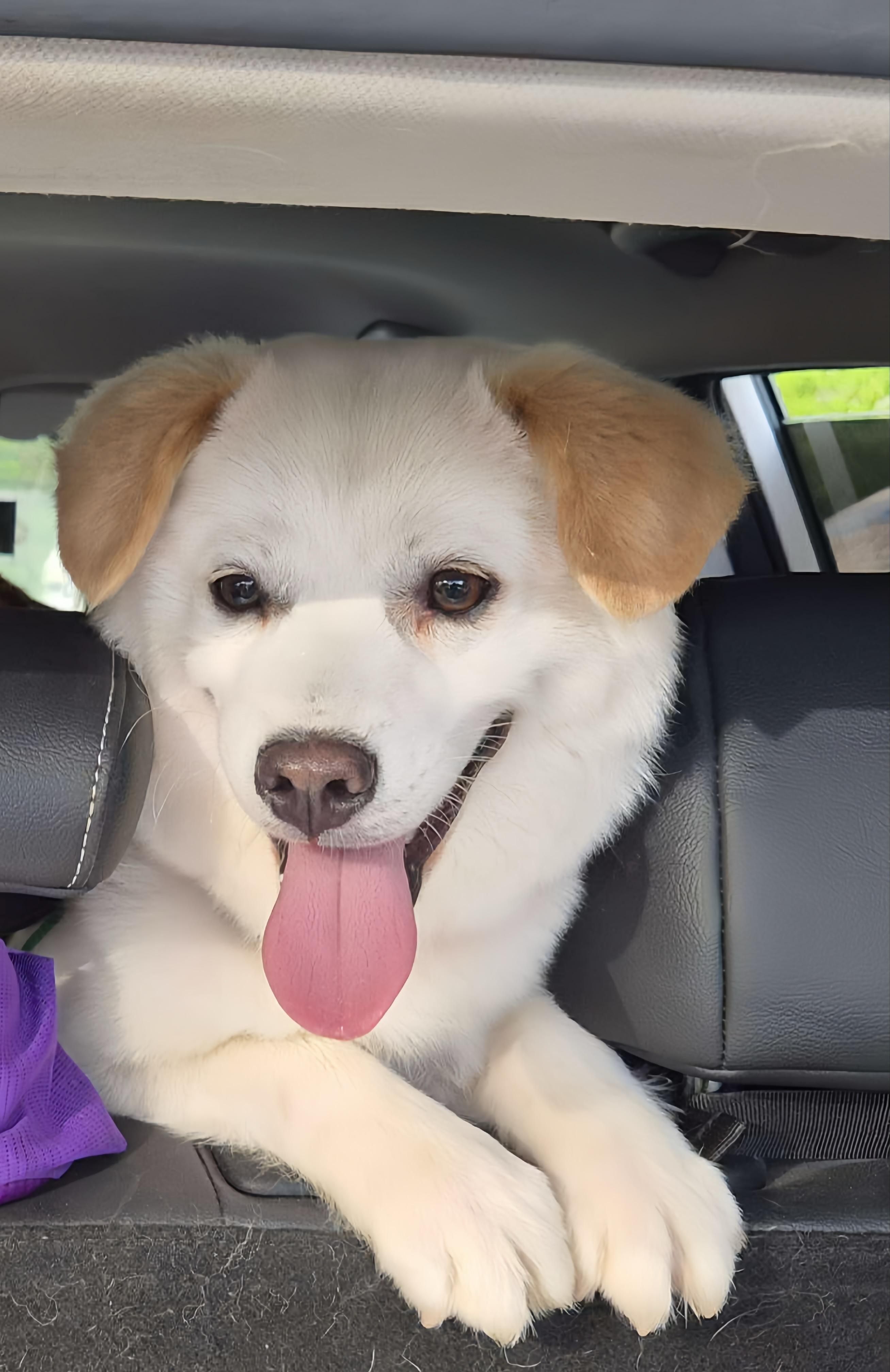 Inhwa, Adopted, Young Male Jindo.