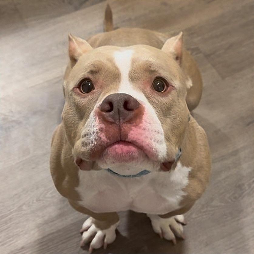 Enlarge Penelope (Penny), a Adoptable Pit Bull Terrier in Tampa, FL image 1/6