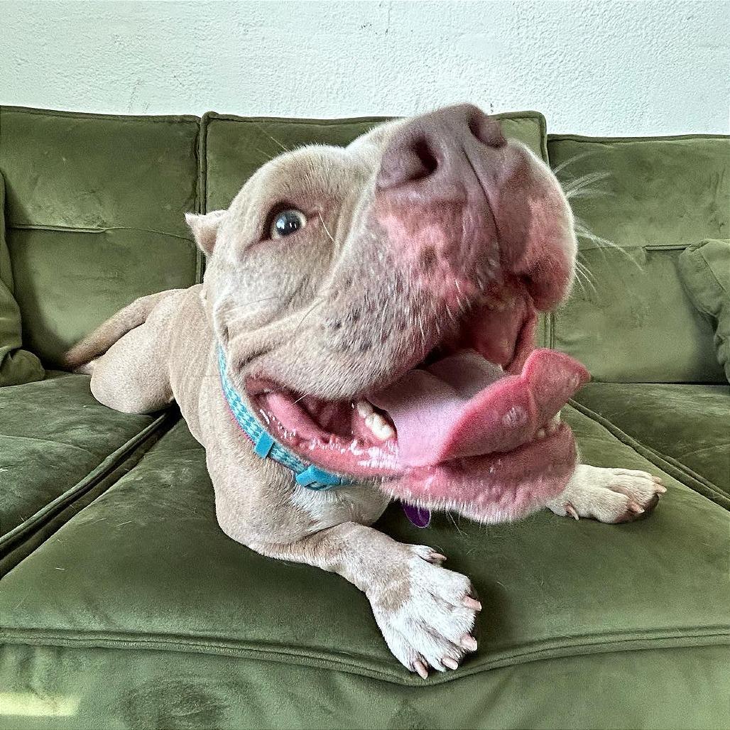 Enlarge Penelope (Penny), a Adoptable Pit Bull Terrier in Tampa, FL image 2/6