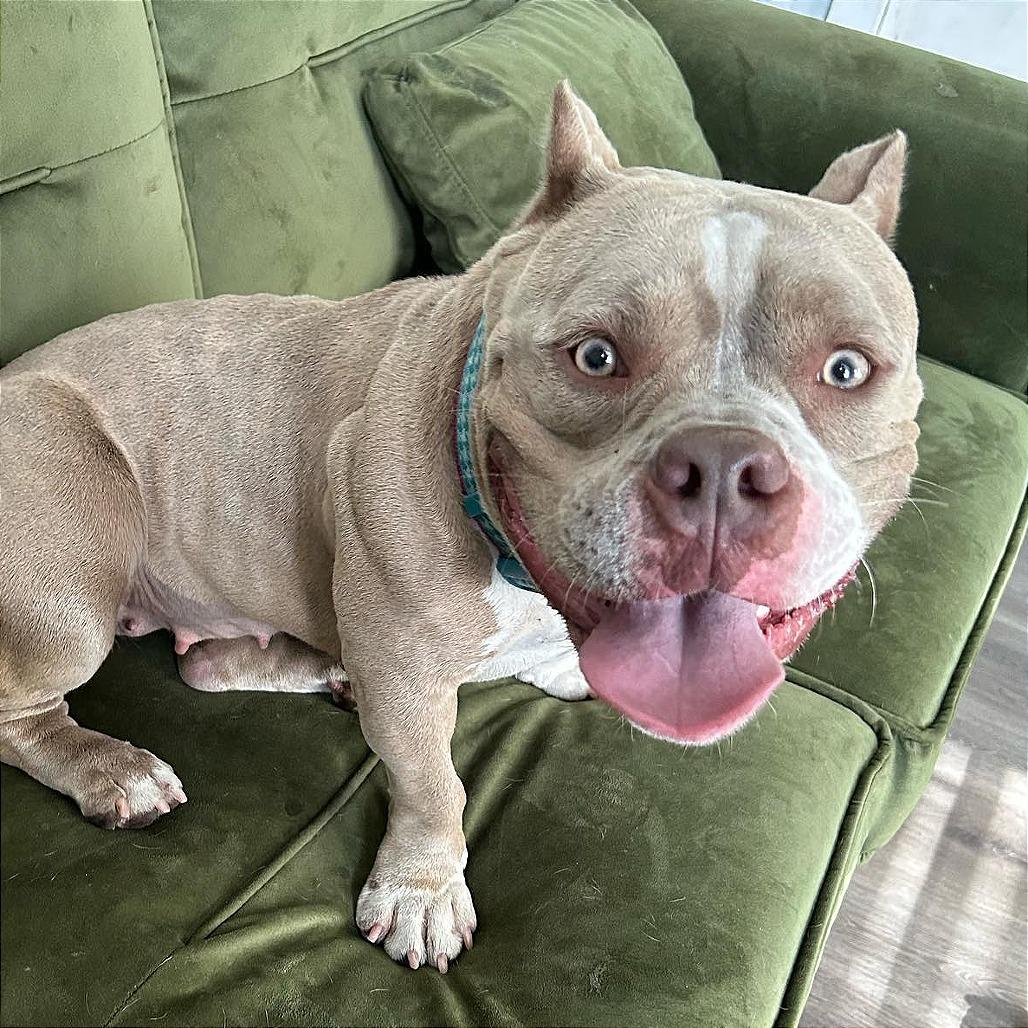 Enlarge Penelope (Penny), a Adoptable Pit Bull Terrier in Tampa, FL image 3/6