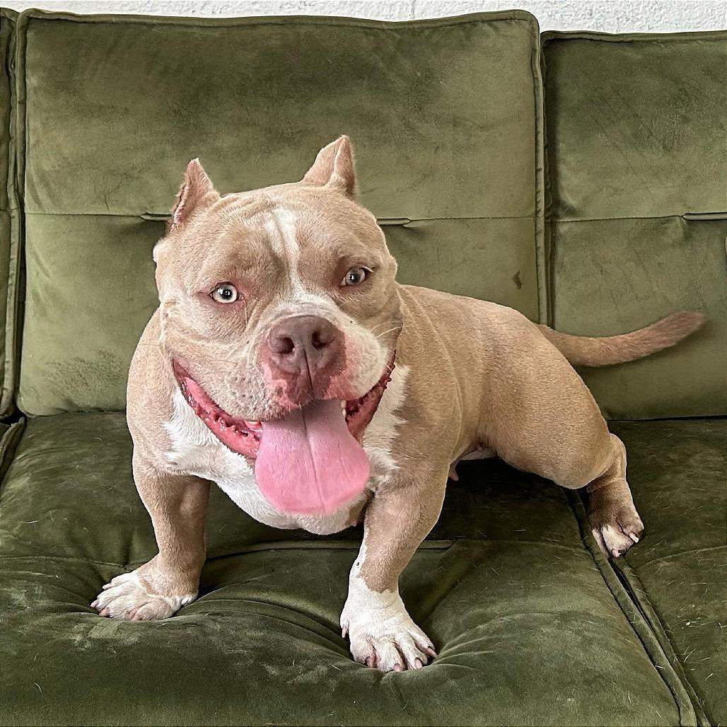 Enlarge Penelope (Penny), a Adoptable Pit Bull Terrier in Tampa, FL image 4/6