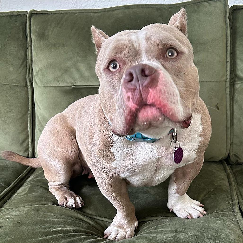 Enlarge Penelope (Penny), a Adoptable Pit Bull Terrier in Tampa, FL image 5/6