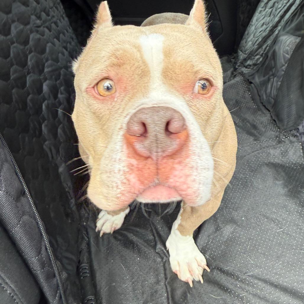 Enlarge Penelope (Penny), a Adoptable Pit Bull Terrier in Tampa, FL image 6/6