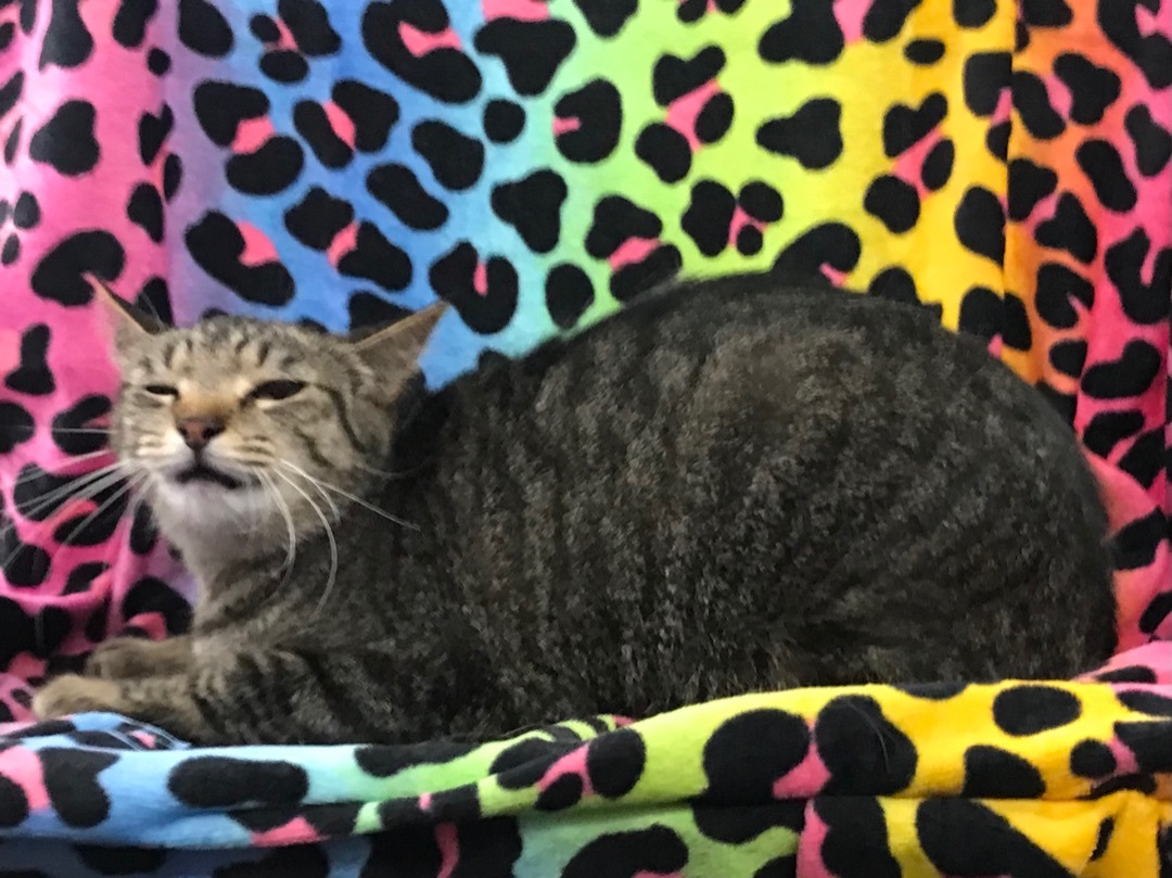 Enlarge Starr, a Adoptable Domestic Short Hair in Shelby Township, MI image 1/4