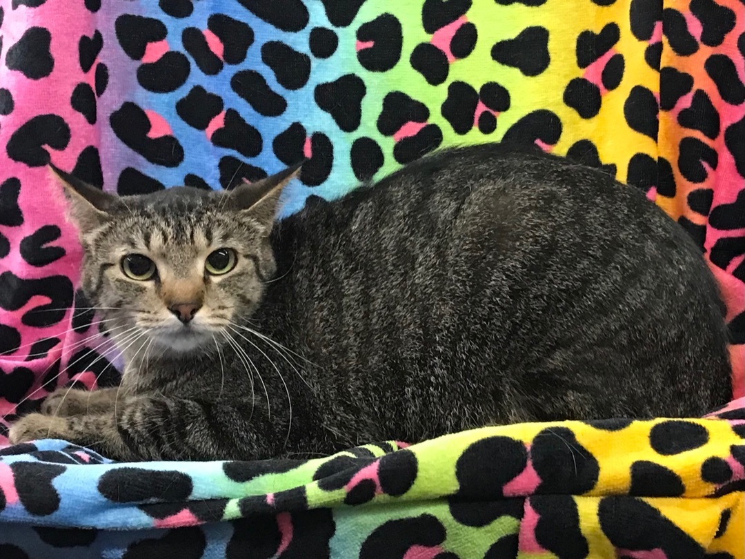 Enlarge Starr, a Adoptable Domestic Short Hair in Shelby Township, MI image 2/4