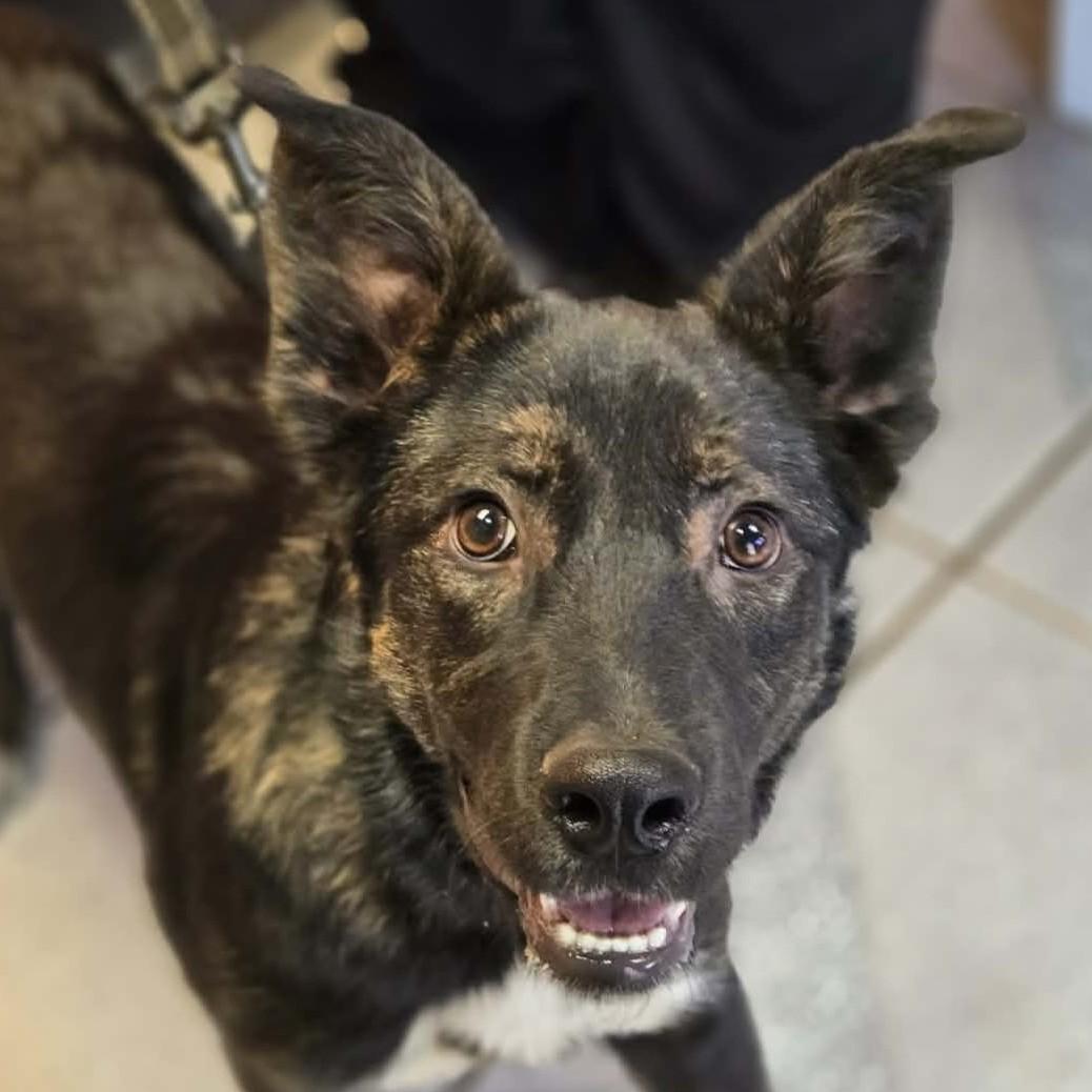 Enlarge Milo, a ADOPTABLE mixed breed in Normal, IL image 2/6