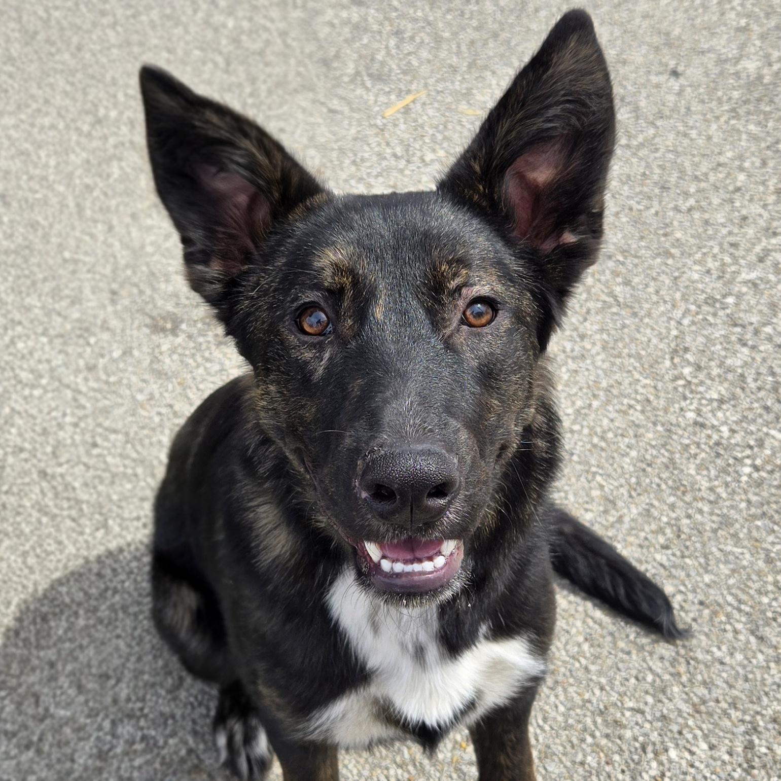 Milo, ADOPTABLE, Young Male Shepherd.