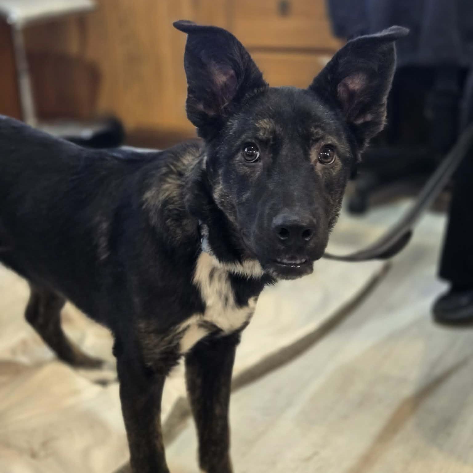 Enlarge Milo, a ADOPTABLE mixed breed in Normal, IL image 4/6