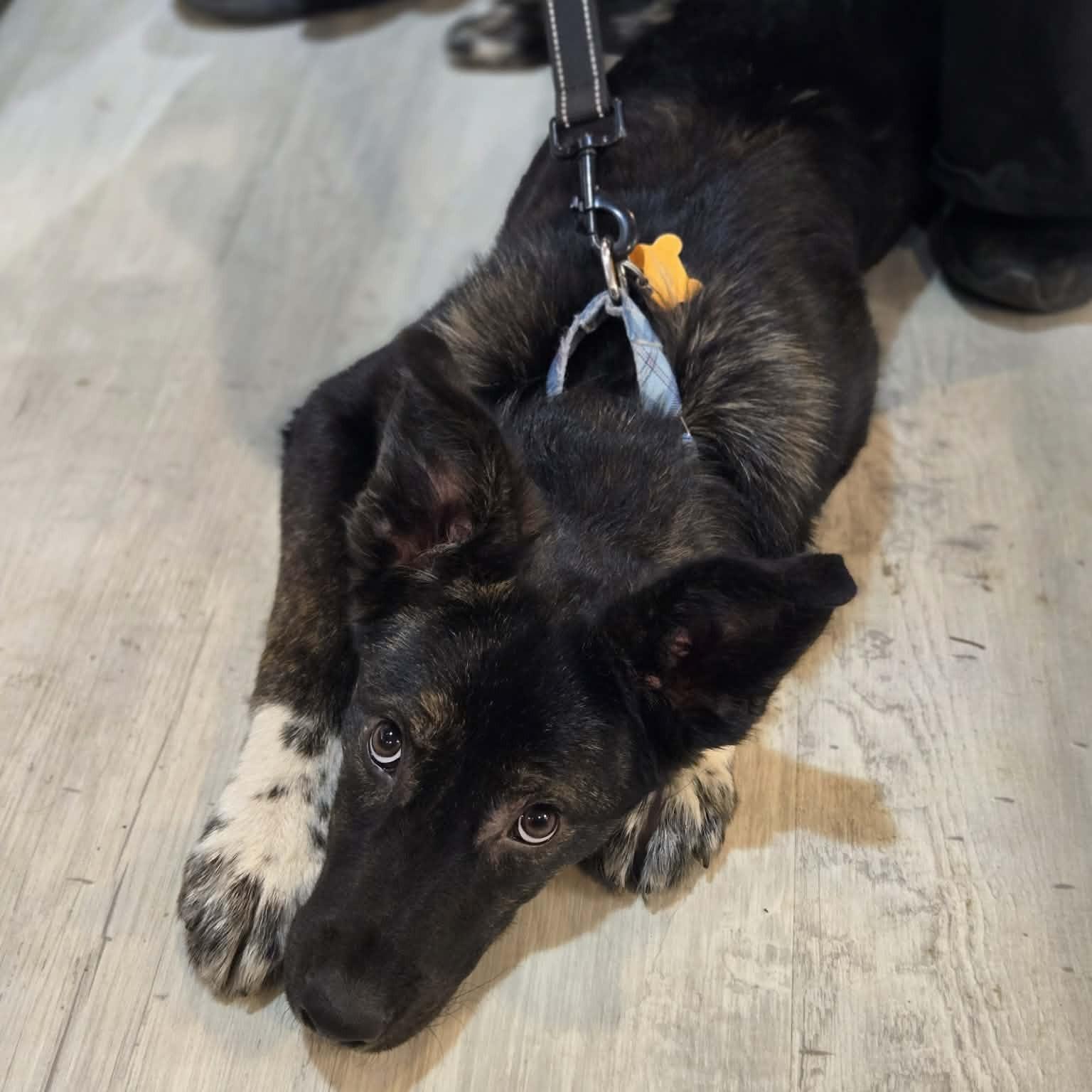 Enlarge Milo, a ADOPTABLE mixed breed in Normal, IL image 6/6