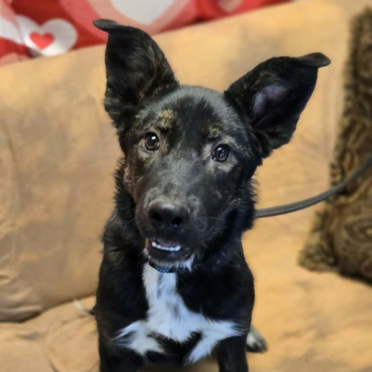 Enlarge Milo, a ADOPTABLE mixed breed in Normal, IL image 5/6