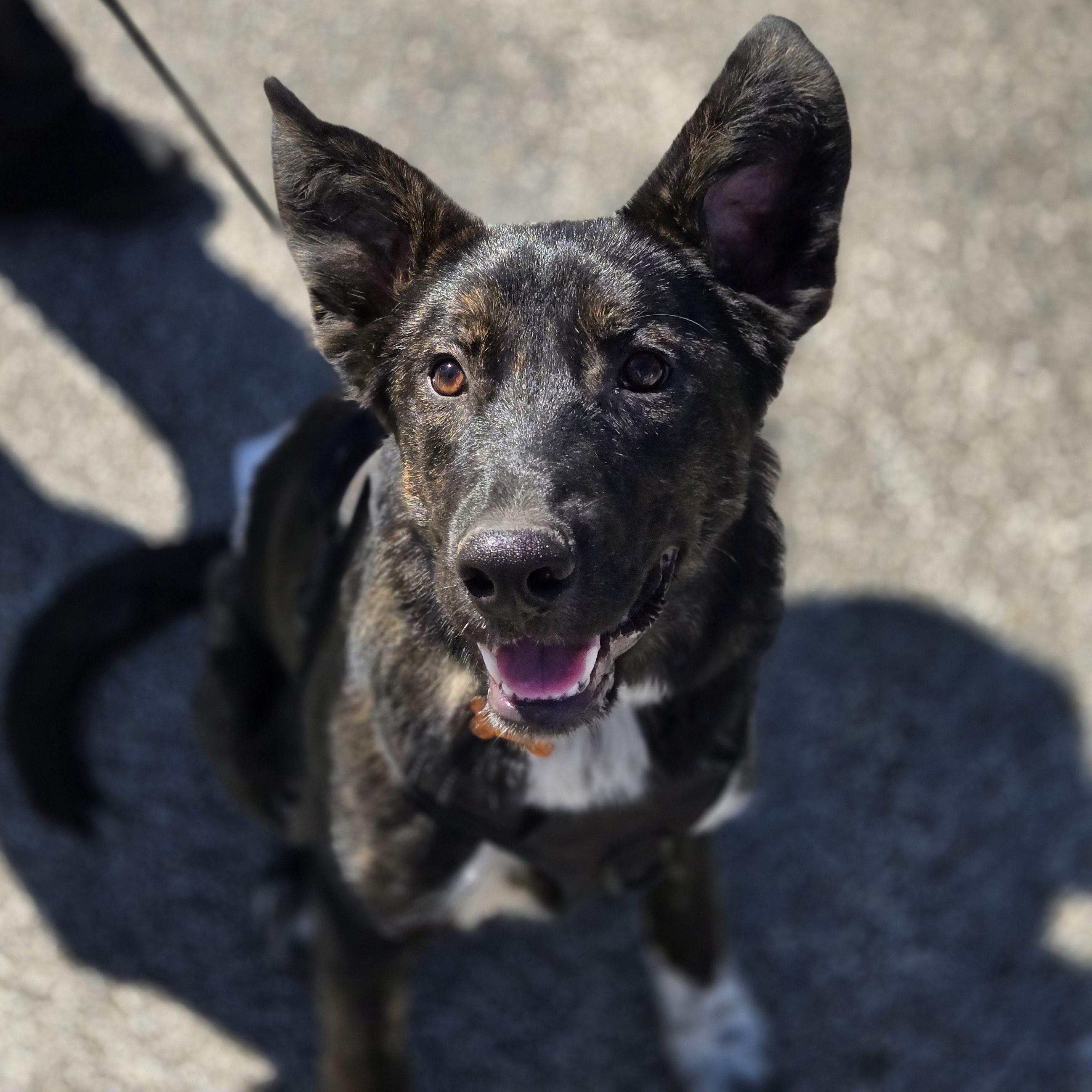 Enlarge Milo, a ADOPTABLE mixed breed in Normal, IL image 3/6