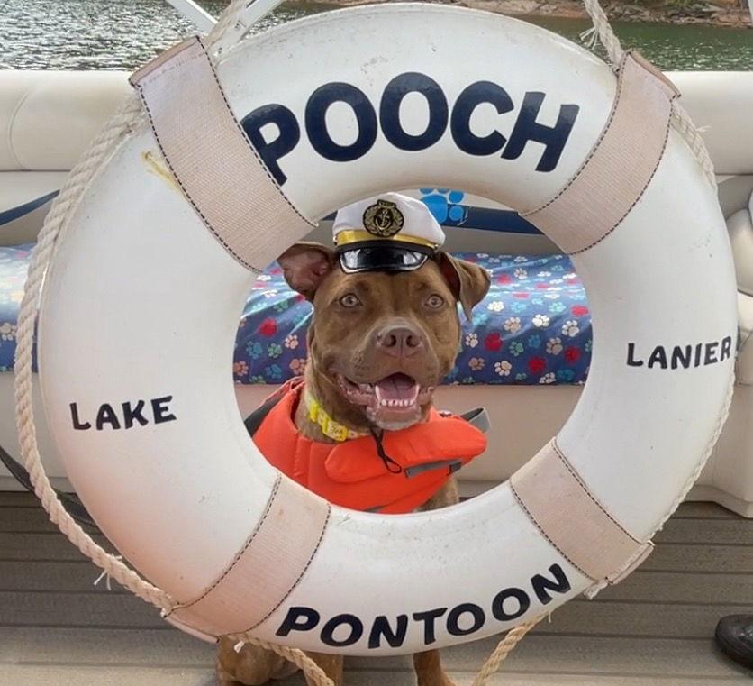 Enlarge HONEY, a Adoptable mixed breed in Atlanta, GA image 2/3