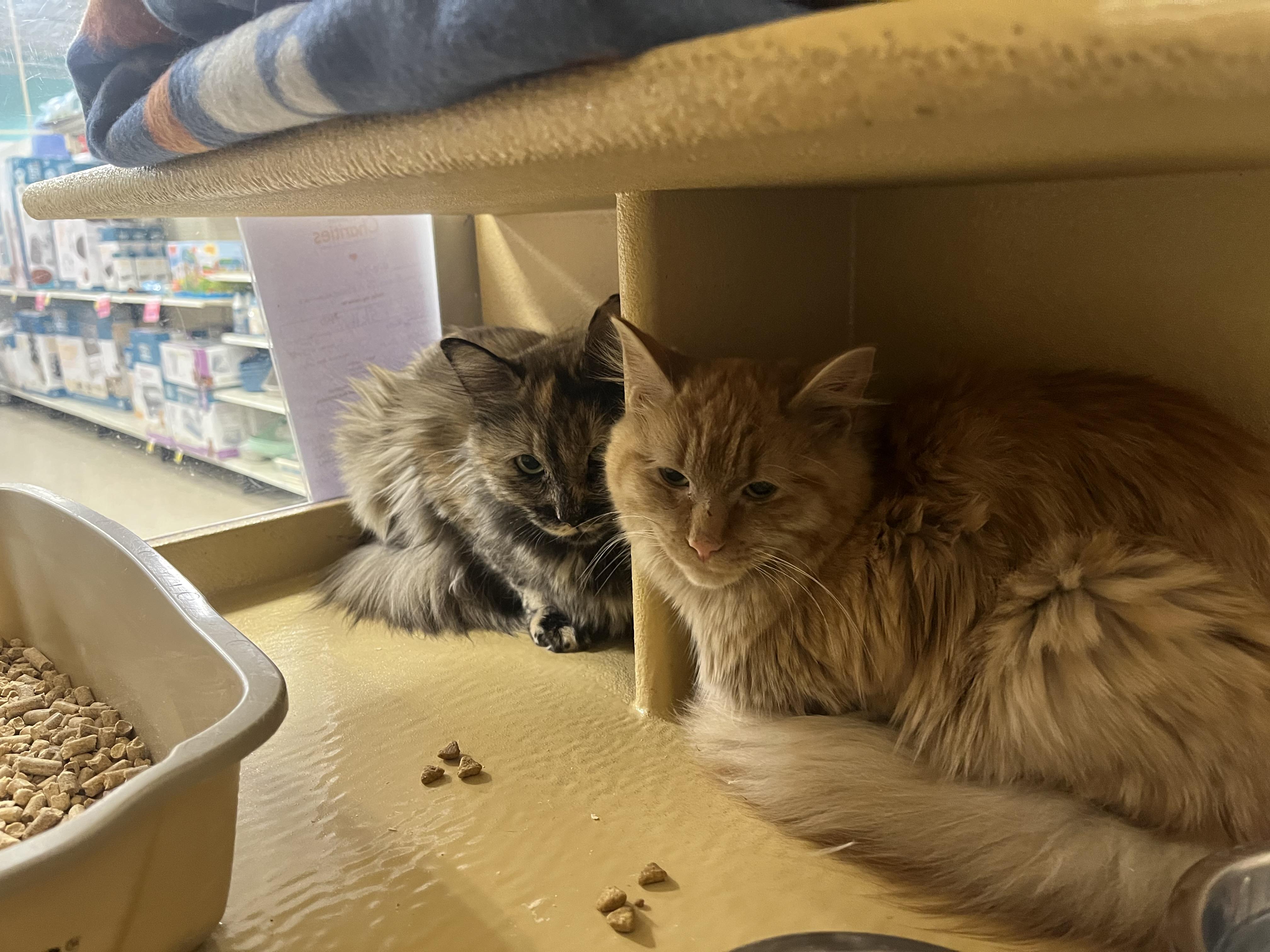 Enlarge Callie and Skitty, an adoptable Domestic Long Hair in Millbury, MA image 1/1