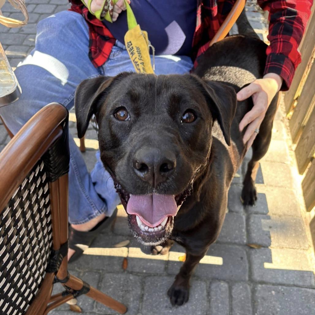 Lulu McRuffins, Adoptable, Adult Female Black Labrador Retriever & Mixed Breed.