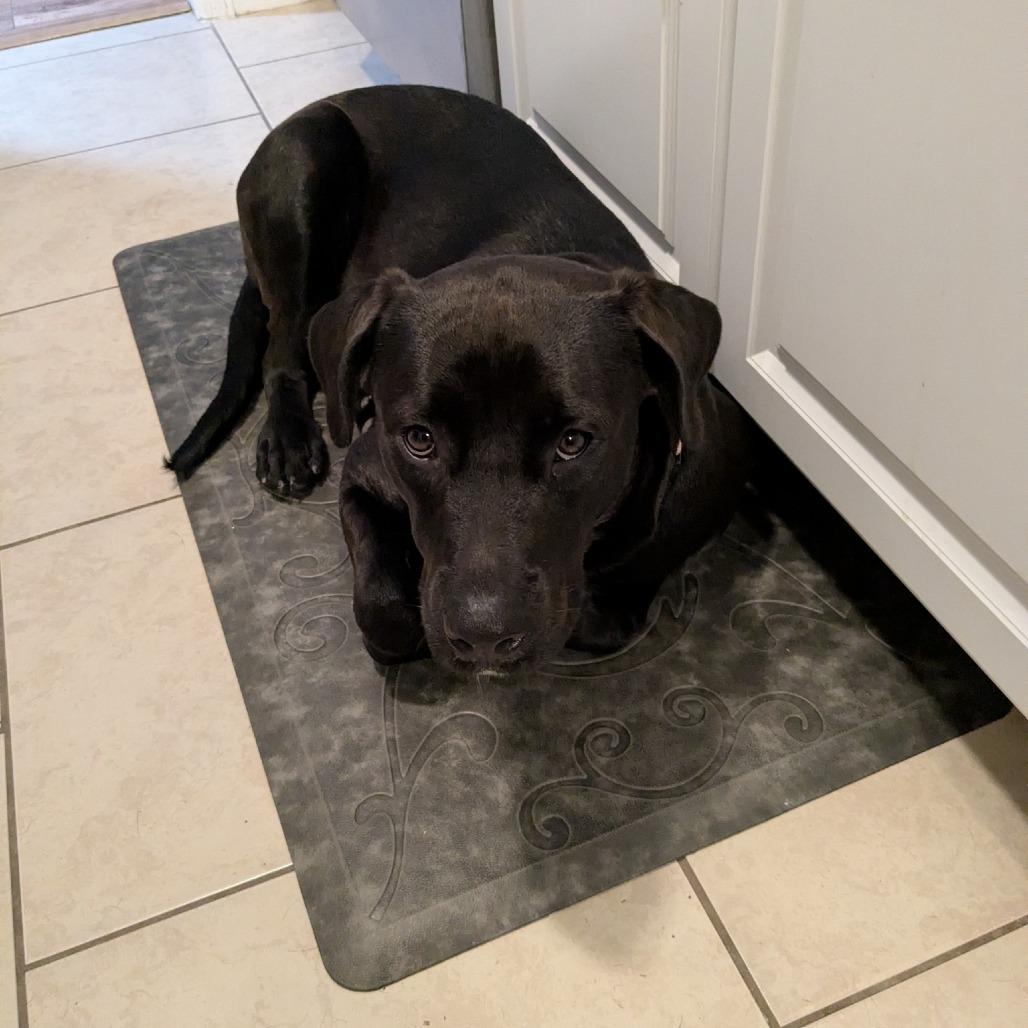 Lulu McRuffins, Adoptable, Young Female Black Labrador Retriever & Mixed Breed.
