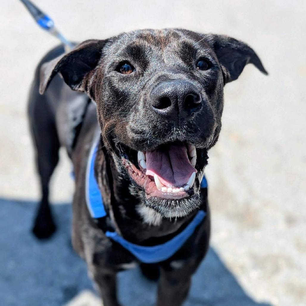 Enlarge Lulu McRuffins, a Adoptable mixed breed in Savannah, GA image 4/6