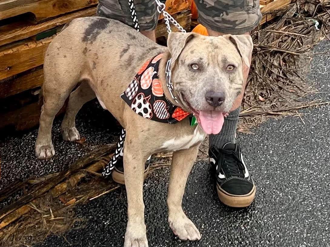 Scout, Adoptable, Young Male Catahoula Leopard Dog & American Bully.