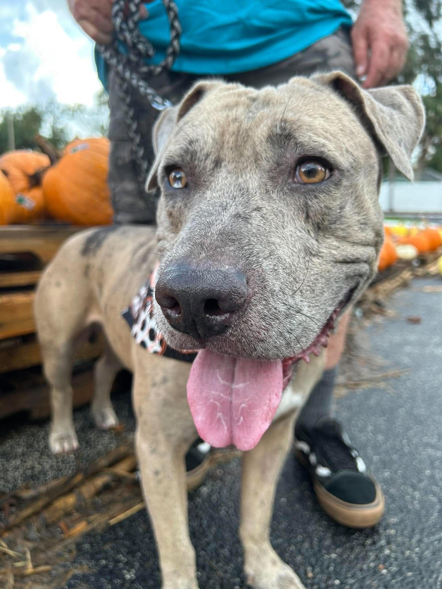 Enlarge Scout, a Adoptable mixed breed in New Smyrna Beach, FL image 2/4