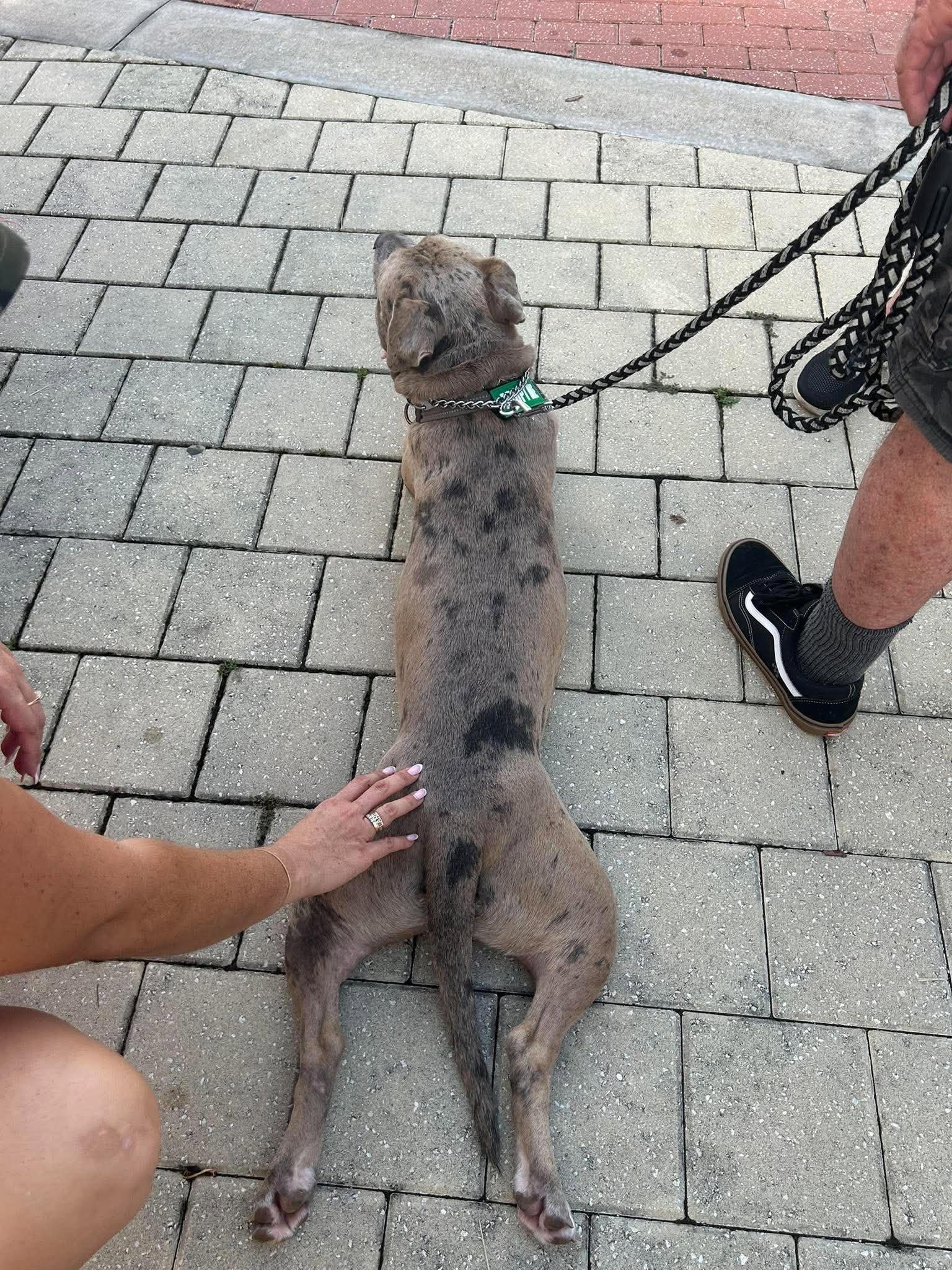 Enlarge Scout, a Adoptable mixed breed in New Smyrna Beach, FL image 4/4