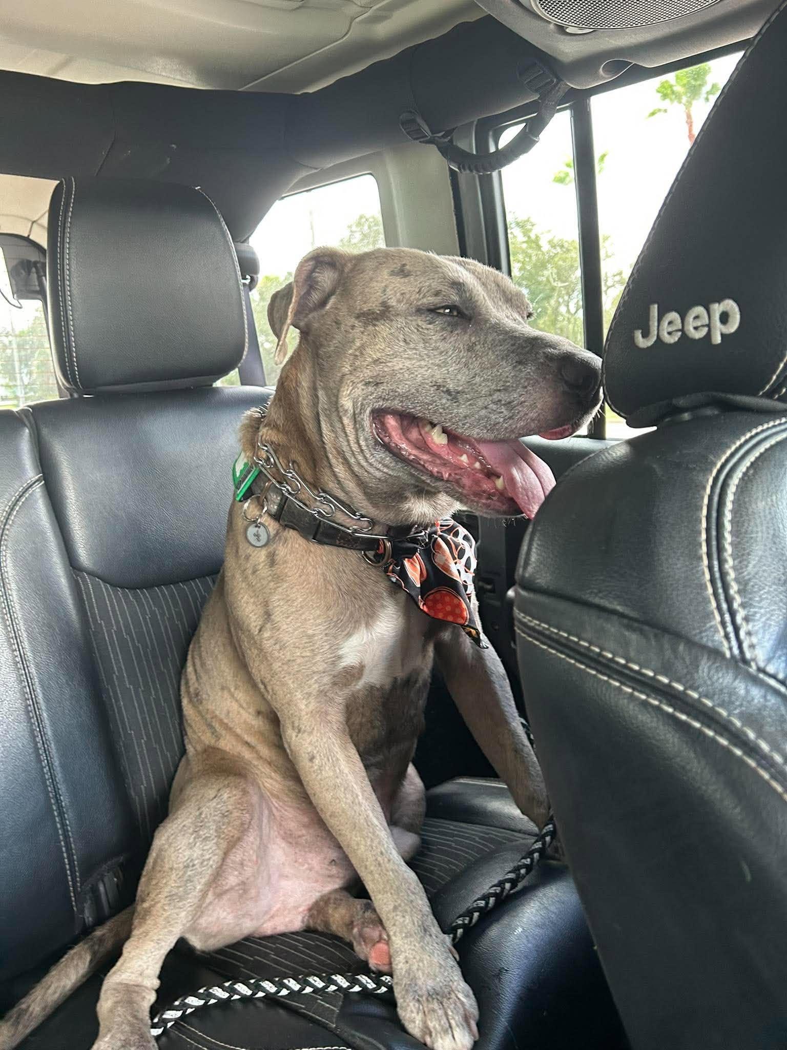 Enlarge Scout, a Adoptable mixed breed in New Smyrna Beach, FL image 3/4