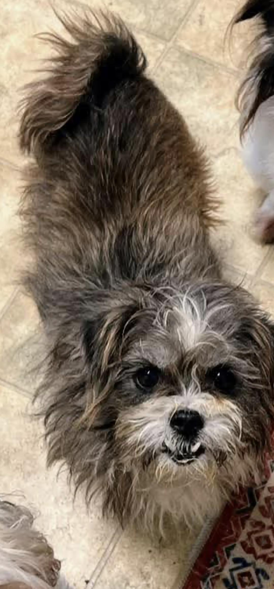 Enlarge Mariah, a Adoptable mixed breed in Stockbridge, GA image 2/3