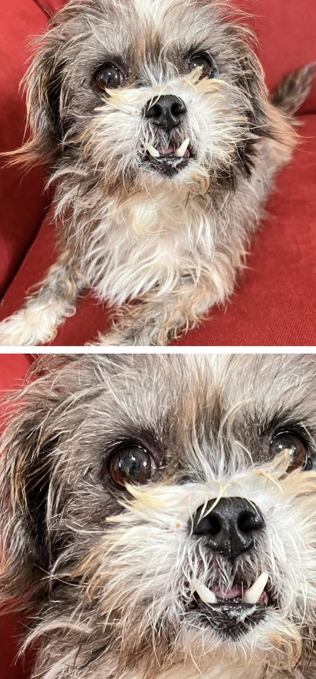 Enlarge Mariah, a Adoptable mixed breed in Stockbridge, GA image 3/3