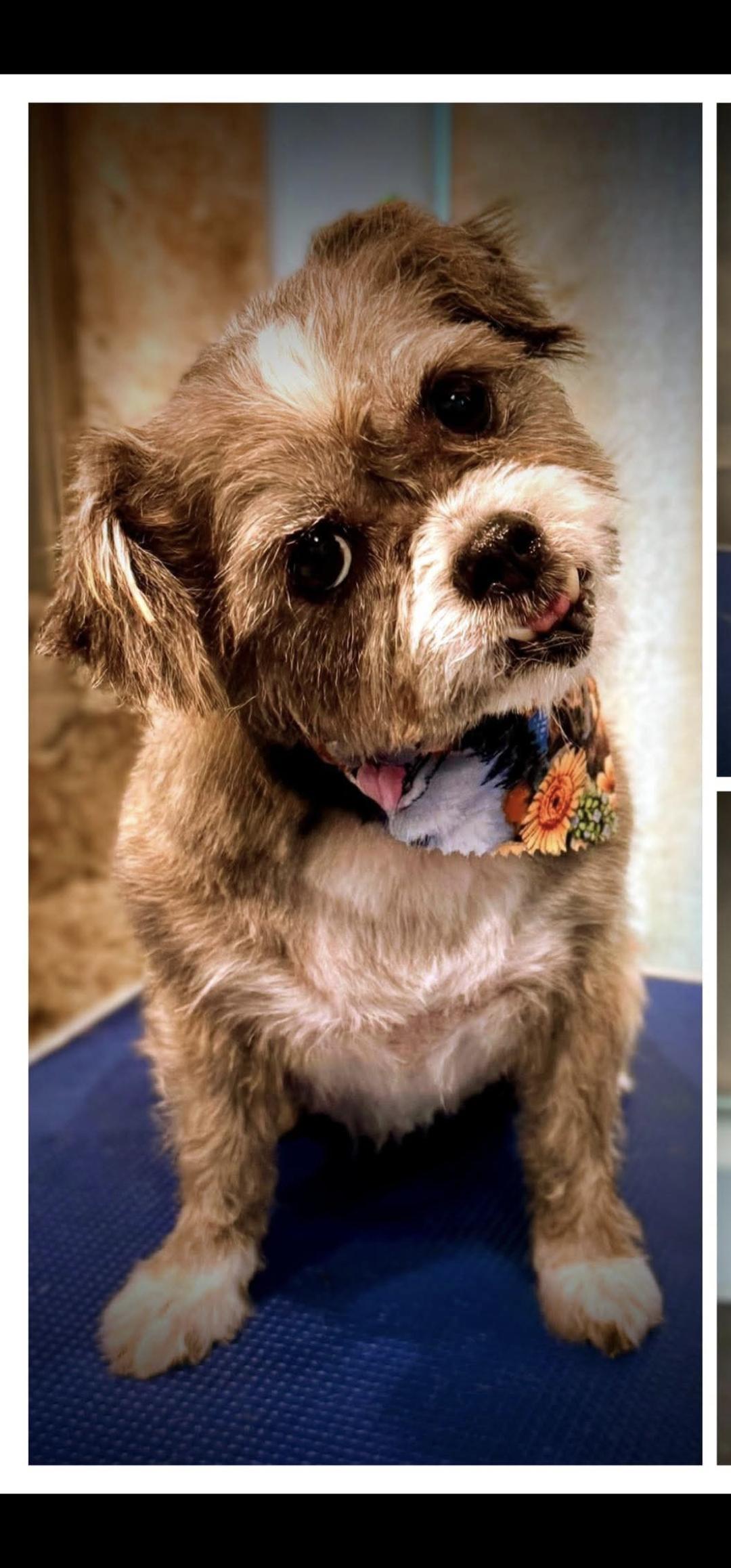 Enlarge Mariah, a Adoptable mixed breed in Stockbridge, GA image 1/3