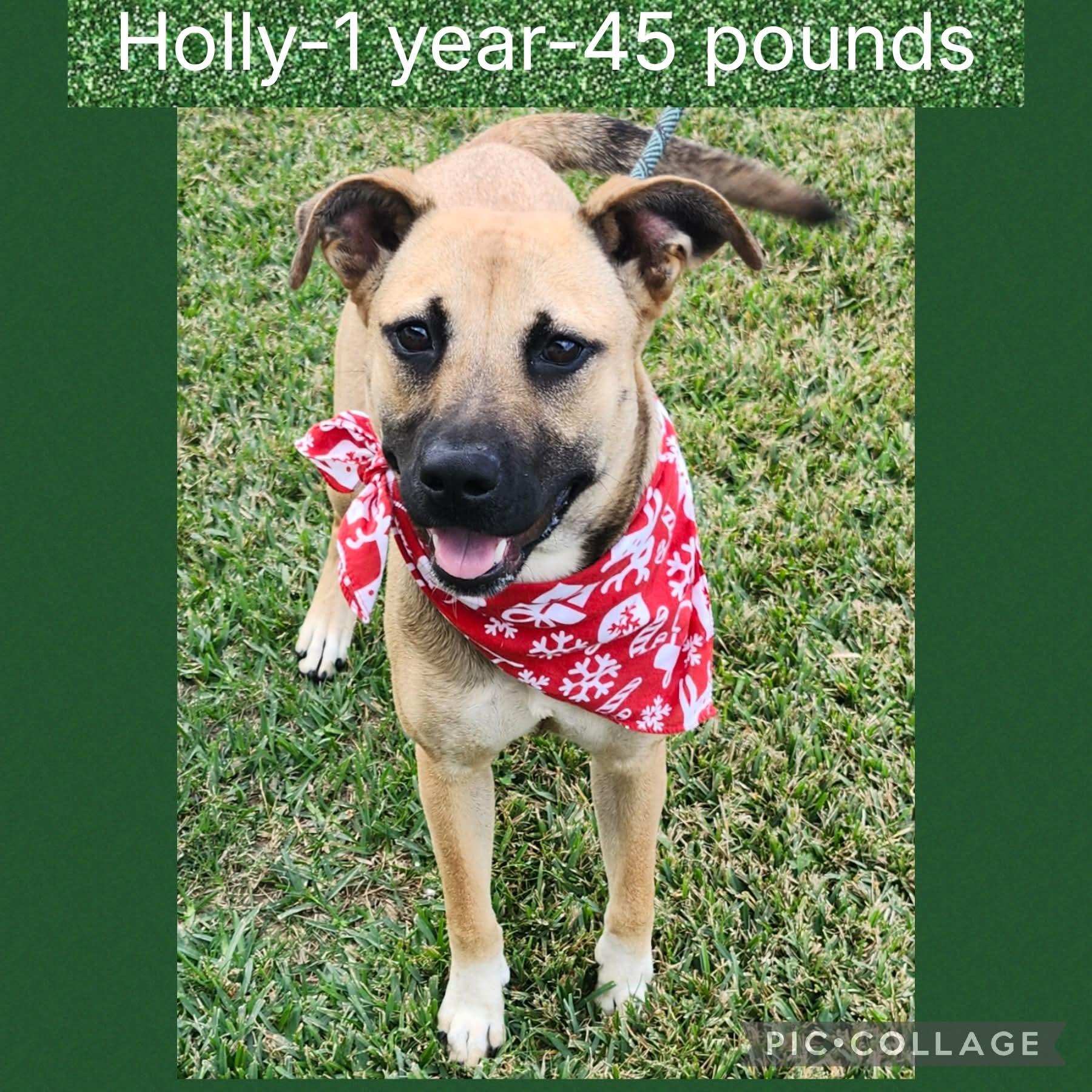 Enlarge Holly, a ADOPTABLE mixed breed in New Iberia, LA image 1/1