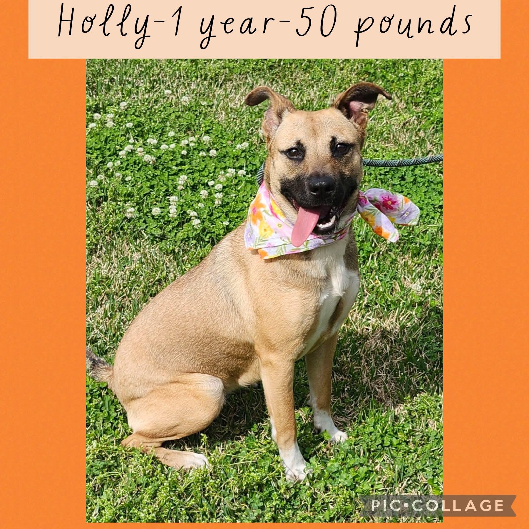 Holly, ADOPTABLE, Adult Female Mixed Breed.