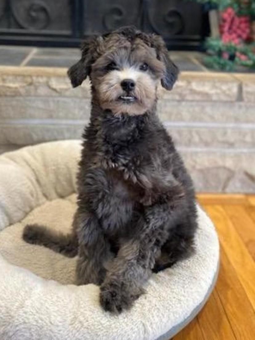 Enlarge Hobo, an adopted Shih Tzu in Flossmoor, IL image 2/2