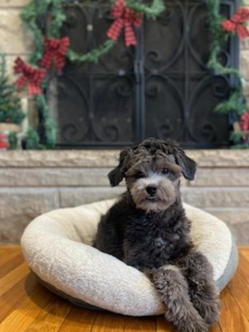 Hobo, adopted, Young Male Shih Tzu.