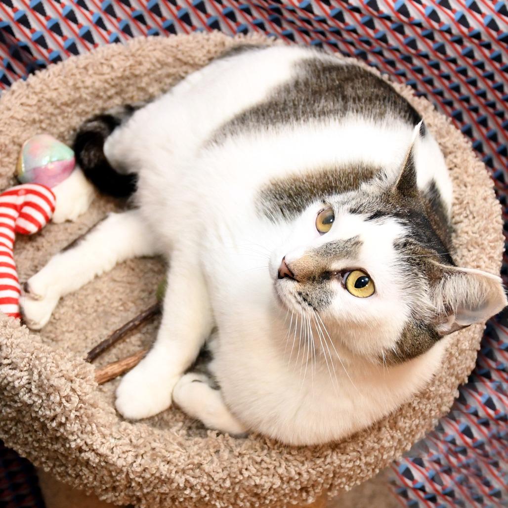 Micio, a Adoptable Domestic Short Hair in Natick, MA image 2/6