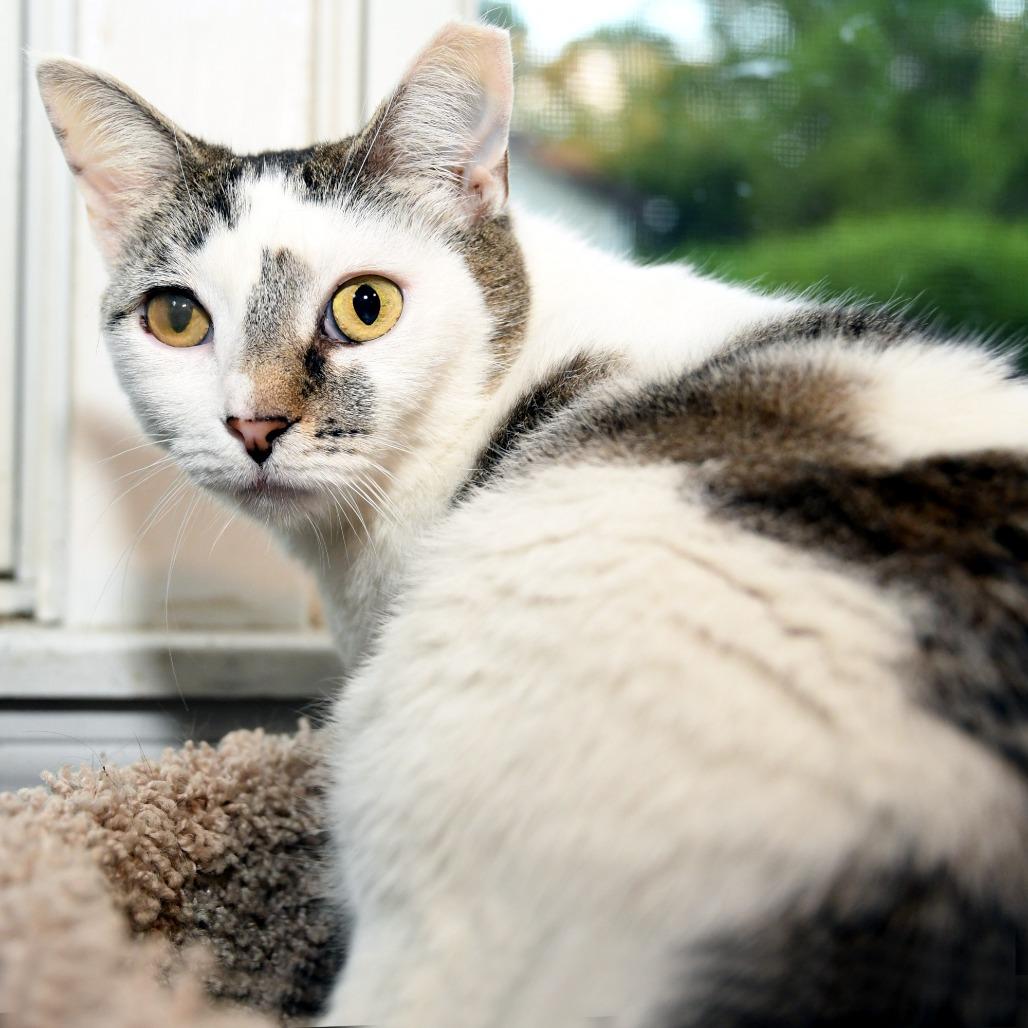Micio, a Adoptable Domestic Short Hair in Natick, MA image 3/6