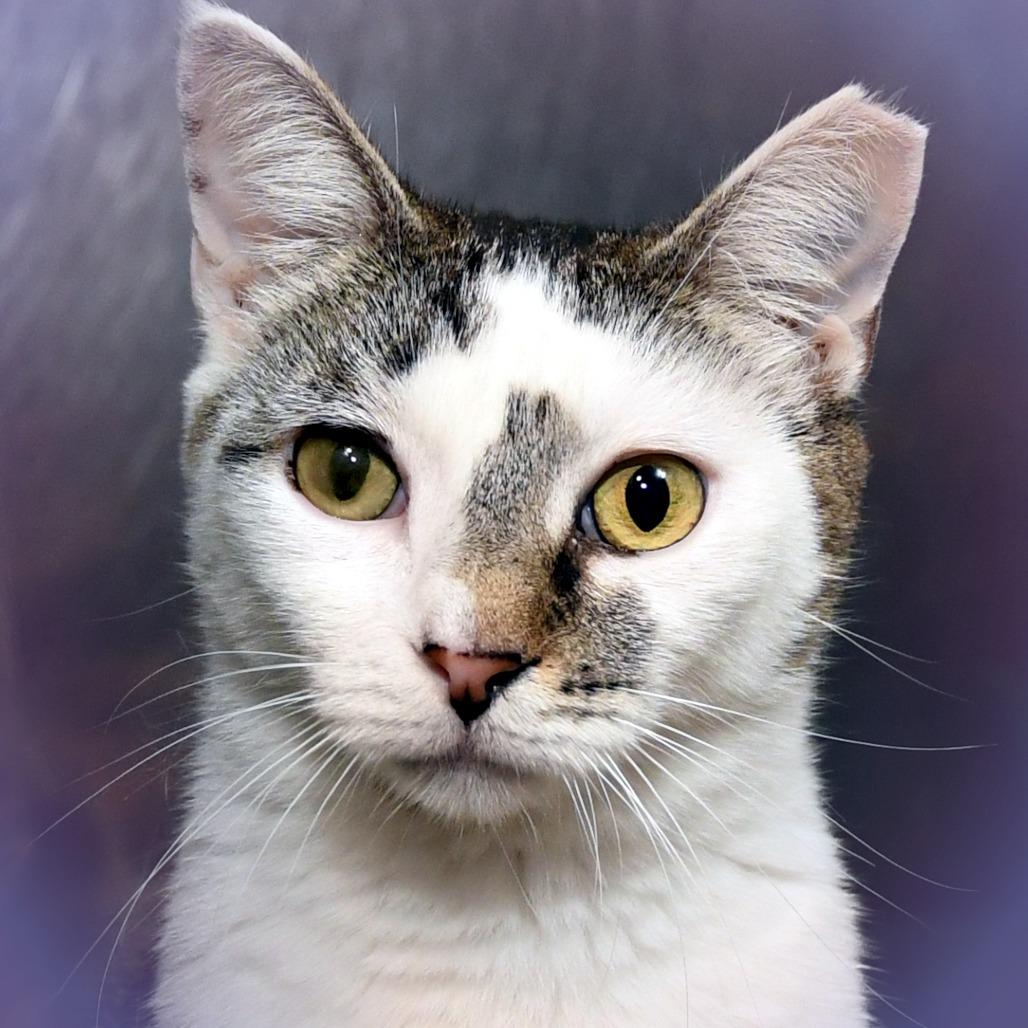 Micio, Adoptable, Adult Female Domestic Short Hair.