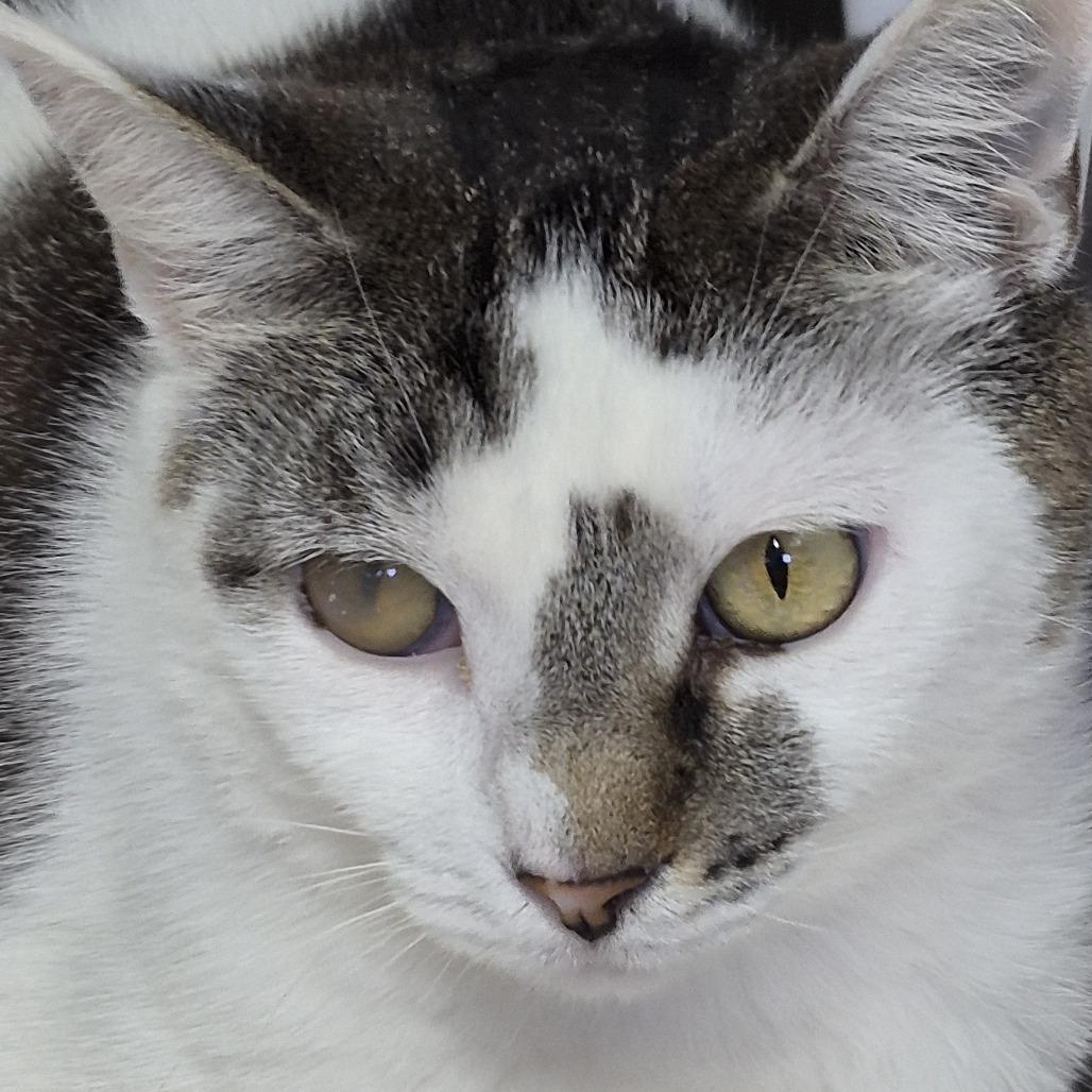 Micio, a Adoptable Domestic Short Hair in Natick, MA image 4/6