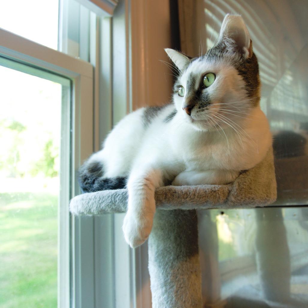 Enlarge Micio, a Adoptable Domestic Short Hair in Natick, MA image 1/6