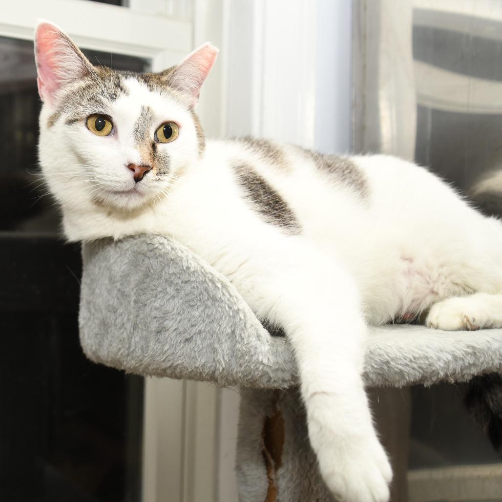 Enlarge Micio, a Adoptable Domestic Short Hair in Natick, MA image 1/6