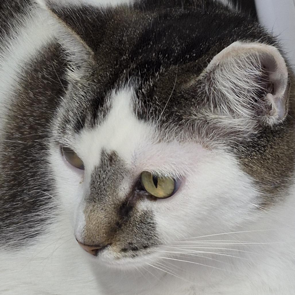 Micio, a Adoptable Domestic Short Hair in Natick, MA image 5/6