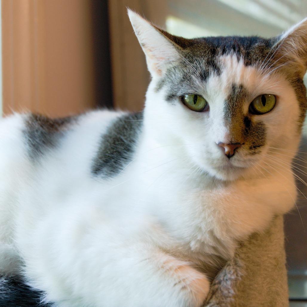 Enlarge Micio, a Adoptable Domestic Short Hair in Natick, MA image 2/6