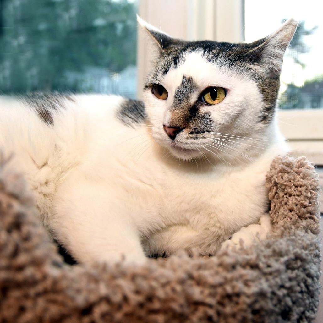Micio, a Adoptable Domestic Short Hair in Natick, MA image 6/6