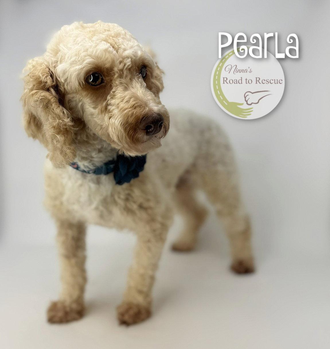 Pearla, a Adoptable Poodle in Benton, LA image 1/2